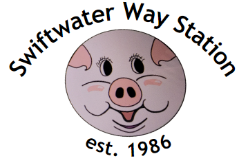 Swiftwater Way Station pig logo